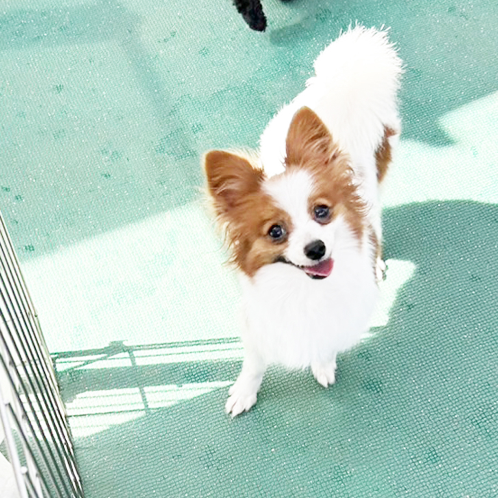 生徒が撮影したモデル犬♪①